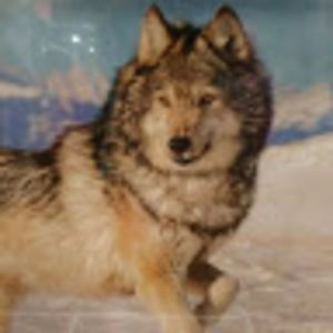 Meet your Posher, Lance